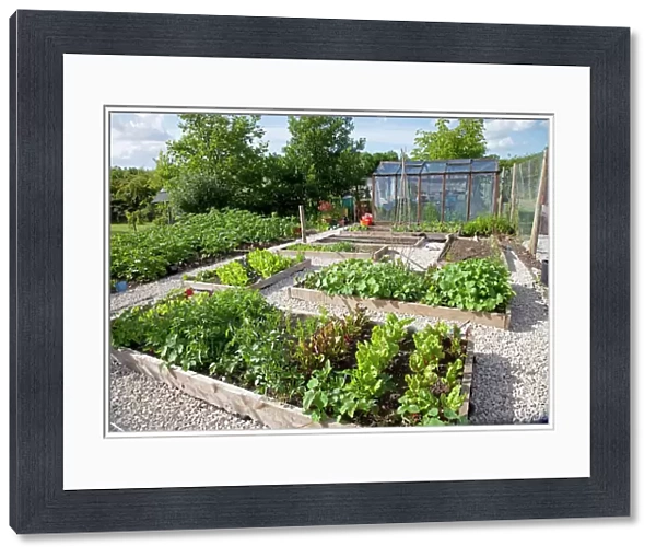 Vegetables growing in raised beds on garden plot with greenhouse in background Cheltenham UK
