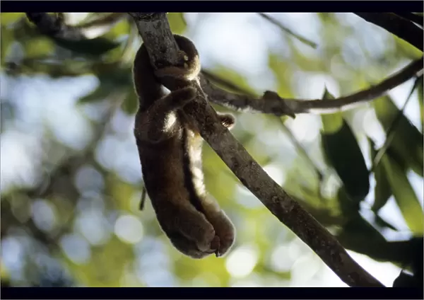 Silky Anteater - in gallery forest - Guyana South America