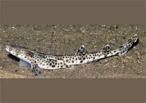 Lesser Spotted Dogfish, coastal waters Britain and Mediterranean