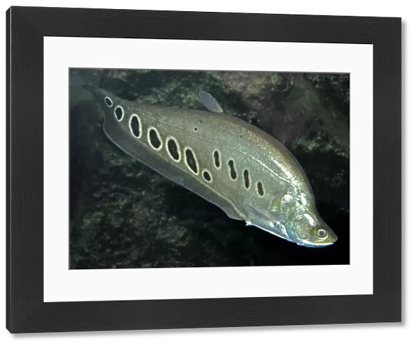 Banded Featherback  /  Ghost Knife Fish - Asian freshwaters especially India