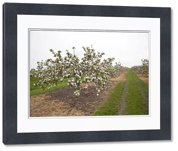 Apple orchard with trees in blossom in May Cambridgeshire UK