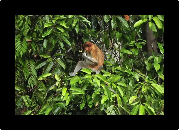 Proboscis Monkey - female eating fruits - Tanjung Puting National Park - Kalimantan - Borneo - Indonesia