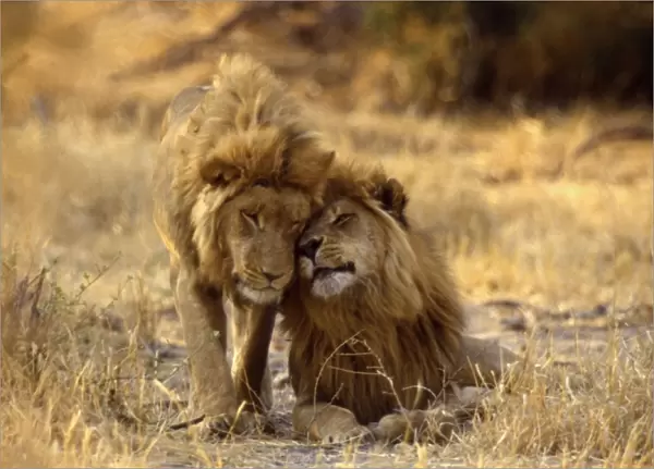 Male Lions CRH 437 Headrubbing - Moremi, Botswana Panthera leo © Chris Harvey  /  ardea. com