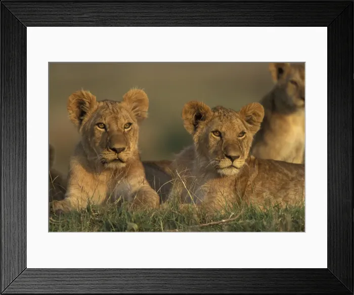 Framed Print : Lion Print: Alert Lion Cubs Framed Print : Lion Print: Alert Lion Cubs