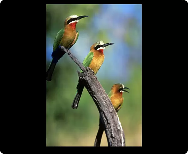 White Fronted Bee-eaters