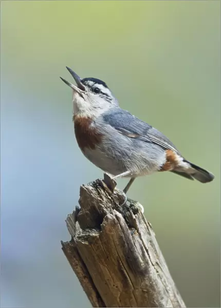 Kruper's Nuthatch - in Pine Tree calling - Southern Turkey - May