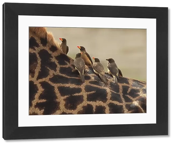 Red-billed Oxpeckers - sitting on Giraffe neck