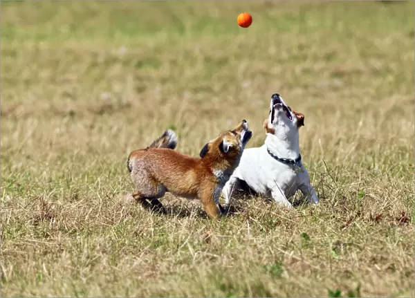 Red Fox - cub and Jack Russell playing with ball - controlled conditions 14286