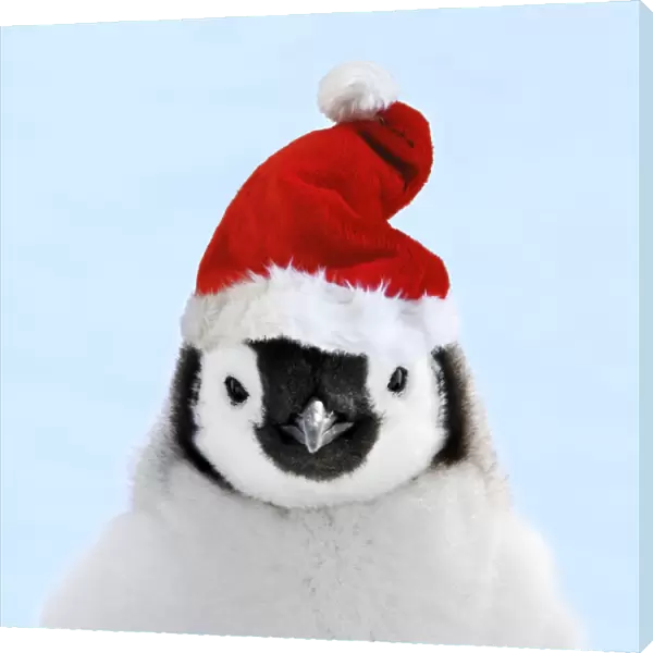 Emperor Penguin - chick wearing Christmas hat. Snow hill island - Antarctica Digital Manipulation: Hat Su, Changed background