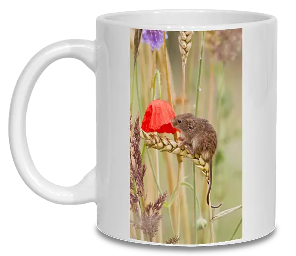 Harvest Mouse - in mixed meadow - Bedfordshire UK 14456