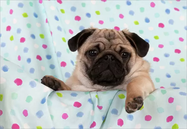 DOG - Pug puppy on spotted blanket