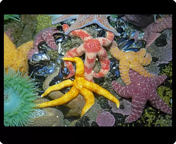 Purple  /  Ochre Sea Star - with Giant Green Anemone (Anthopleura xanthogrammica) in rock pool with other starfish - Oregon - USA IN000166