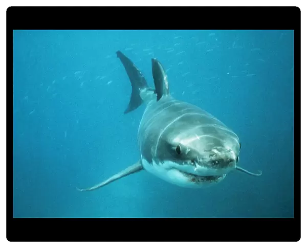White Shark VT 3911 Neptune Island, South Africa. © Valerie Taylor  /  ardea. com