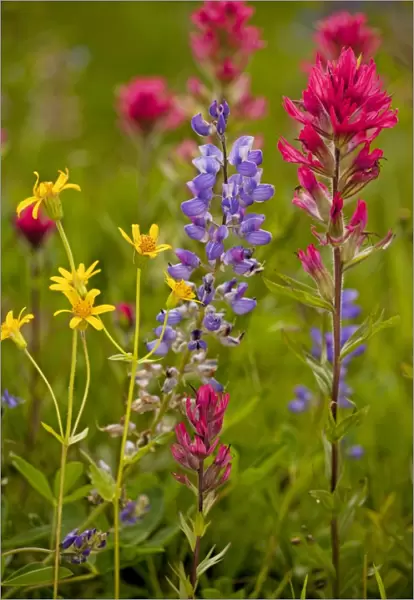 Mountain flowers - broadleaf Arnica, Magenta Paintbrush, lupins etc; Mount Rainier National Park, Washington, USA, North America