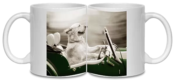 DOG - Golden retriever in car Digital Manipulation: colour change