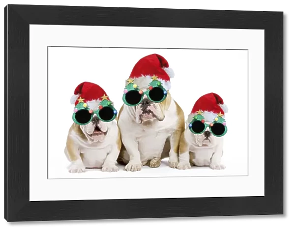 Dog - English Bulldog - adult and puppies wearing Christmas hats and glasses. Digital Manipulation: Hats & glasses (Su)