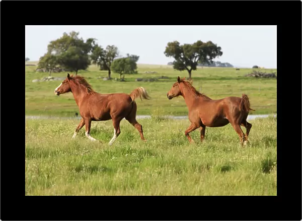 Arabic Horses - 2 trotting on meadow, Alentejo, Portugal