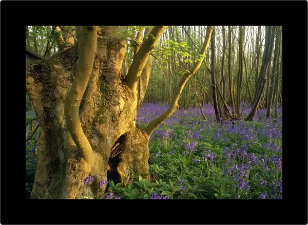 Ash Tree - ancient ash stool in bluebell wood North Downs, Kent, UK