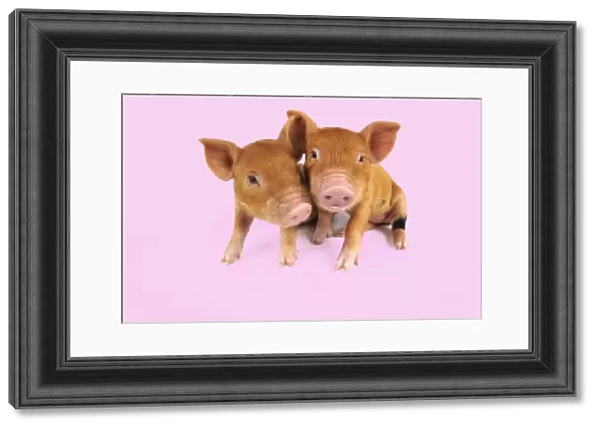 Pig. Kune Kune piglets on pink background Digital Manipulation: background white to pink