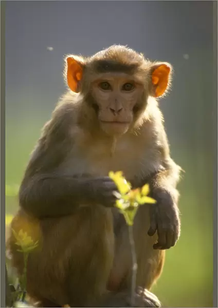 Rhesus Macaque Monkey - Africa 
