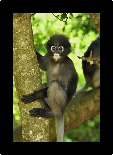 Dusky Leaf Monkey  /  Spectacled Langur  /  Spectacled Leaf Monkey - Khao Sam Roi Yot National Park - Thailand