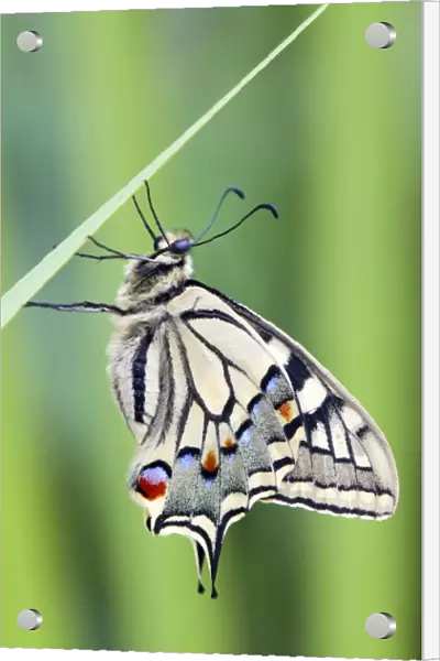 Swallowtail Butterfly - on blade of grass - UK