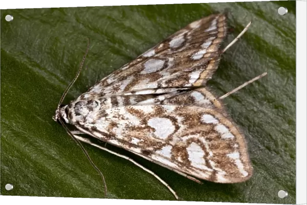 China Mark Moth - adult - Larvae are aquatic - Dorset