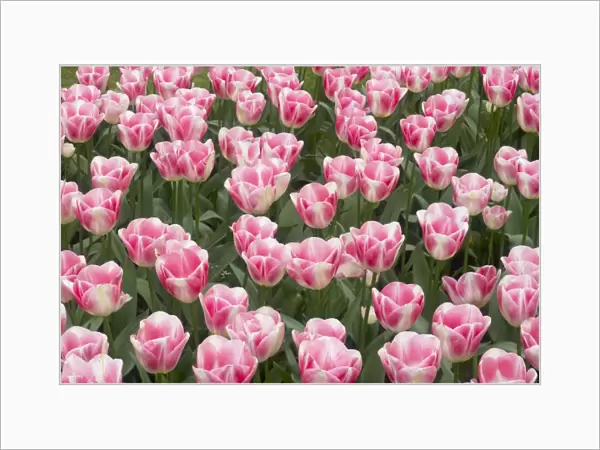 Tulip Diamond Keukenhof Gardens Netherlands PL001602