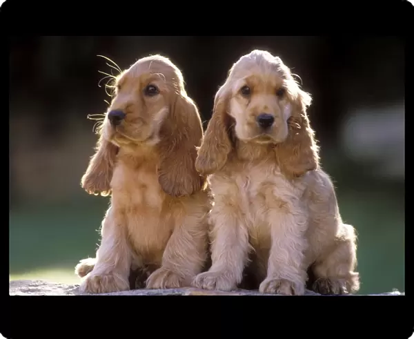Cocker Spaniel Dogs