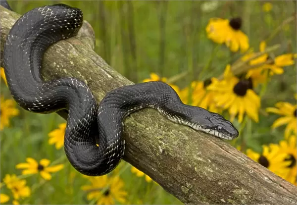 Eastern Rat Snake  /  Black Ratsnake - on log - New York - USA