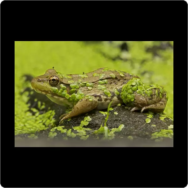Green Frog - in duckweed - New York - USA