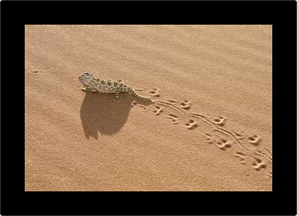 Chameleon - leaving trail in sand