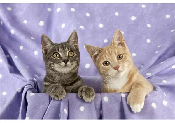CAT - Grey and ginger tabby cats sitting together