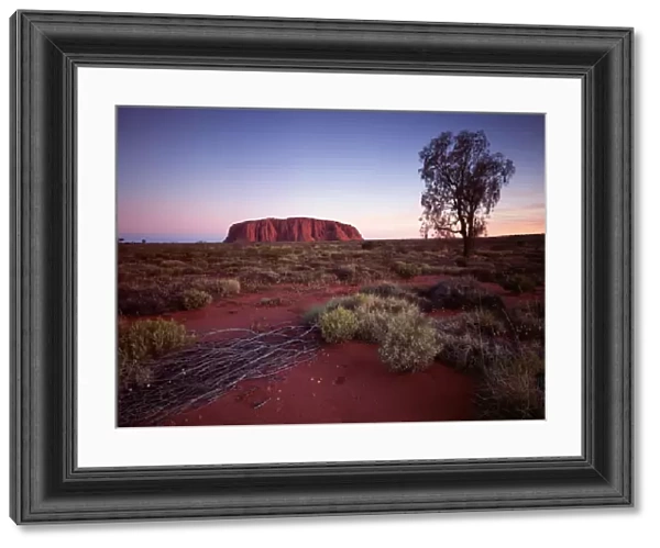Ayers Rock JLR 65 Known as Uluru by Aboriginal people Central Australia © Jean-Marc La-Roque  /  ardea. com