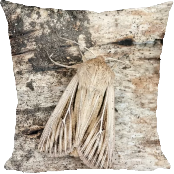 Shoulder-striped Wainscot Moth - On trunk of birch tree - Lincolnshire - England