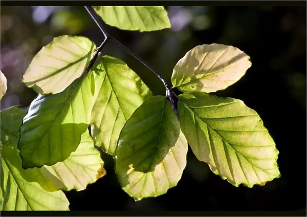 Beech Tree - leaves