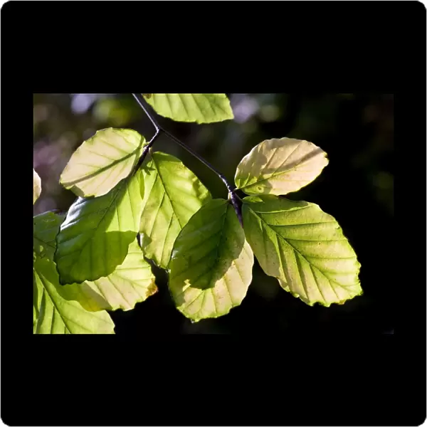 Beech Tree - leaves
