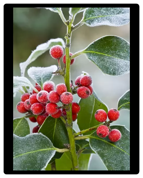 Holly Berries - covered with hoar frost - midwinter - Dorset - UK