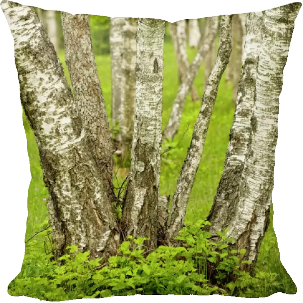 Coppiced Downy Birch trunks in Laelatu Wooded Meadow, Puhtu-Laelatu Reserve; West coast of Estonia