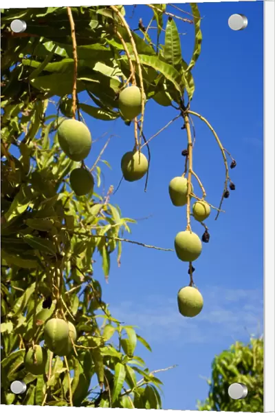 Australian Kensington Mango - orchard with immature mango fruits hanging in the trees - around Darwin, Far North, Northern Territory, Australia