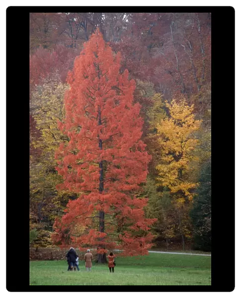 Swamp Cypress - foilage in autumn colour - Wilhems Hoehe park - Kassel - Hessen - Germany