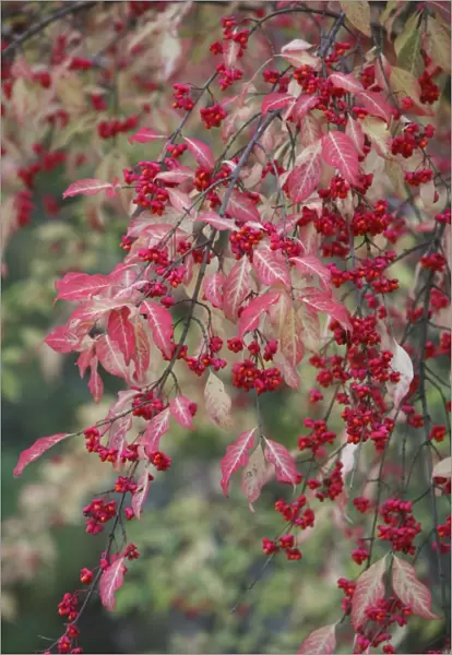 European Spindle - berries and leaves - autumn - Hessen - Germany
