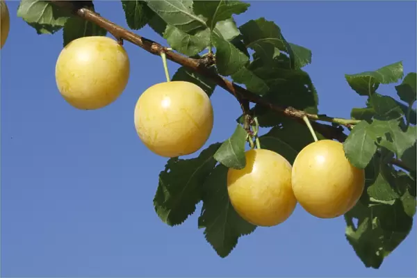 Mirabelle Plum Prunus x domestica