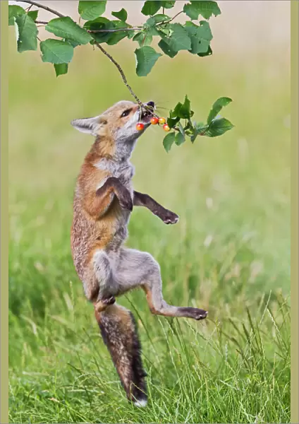 Red Fox - cub jumping to take cherries from tree - controlled conditions 14223