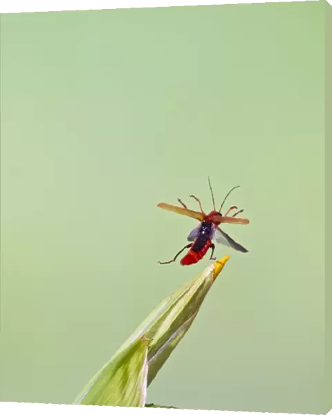 Cardinal Beetle - in flight taking off - Bedfordshire UK