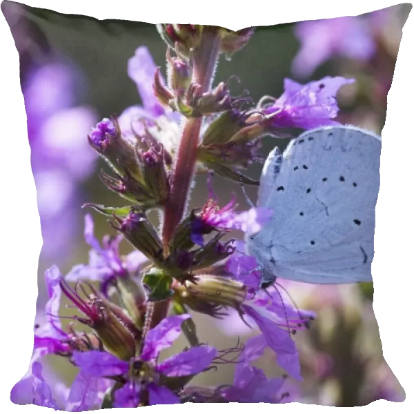 Holly Blue Butterfly - feeding on garden flower - Essex - UK IN000971