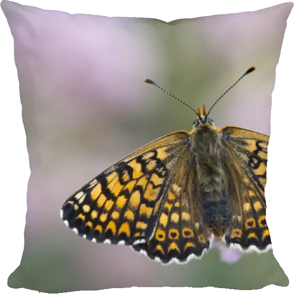 Glanville Fritillary Butterfly - UK