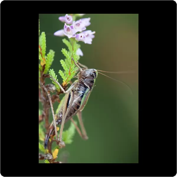 Bog Bush cricket - female - heathland - Cornwall - UK