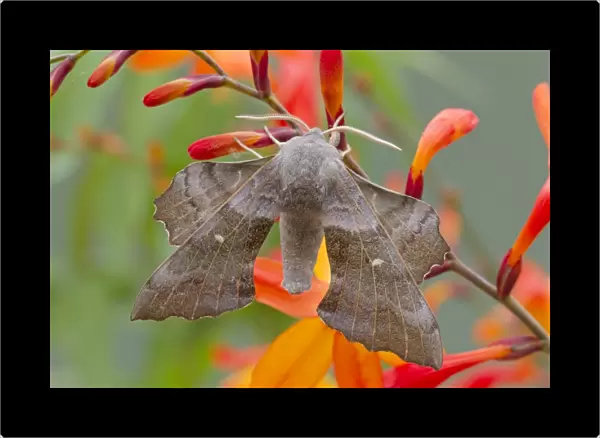 Poplar Hawkmoth - on Crocosmia flower - UK