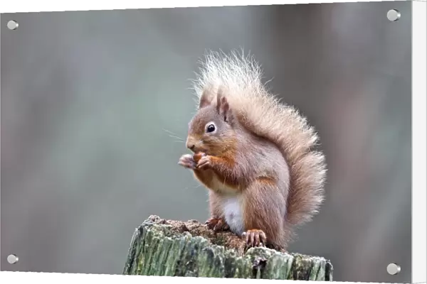 Red Squirrel - eating nut. Scottish Moor - Aviemore - Scotland